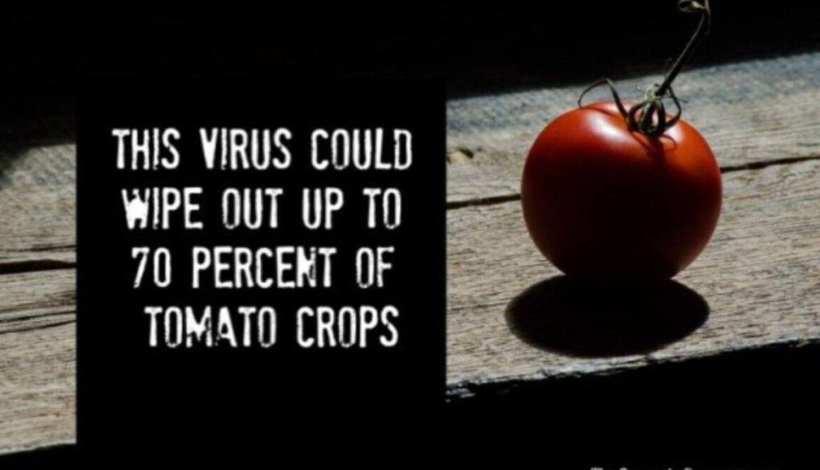 tomato op