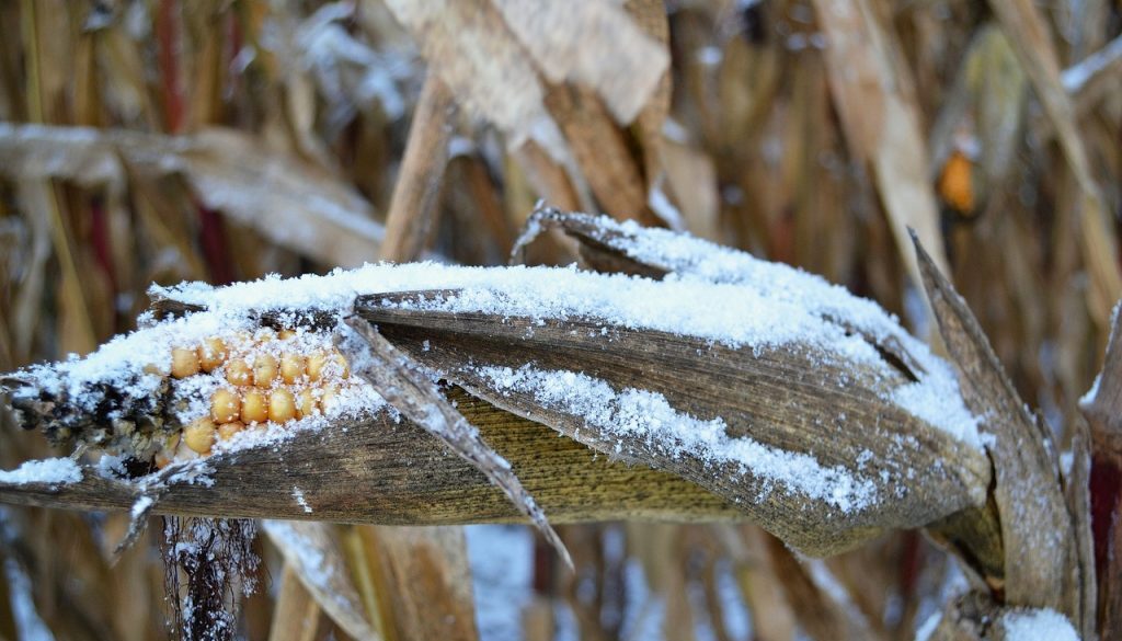 Corn-Snow-Public-Domain