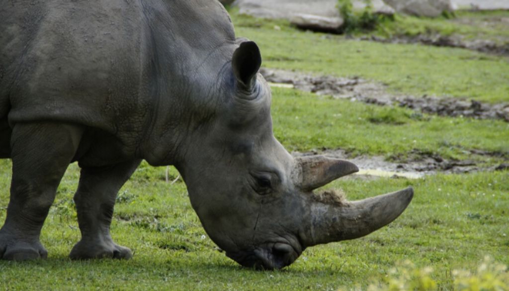 fake-rhino-horns