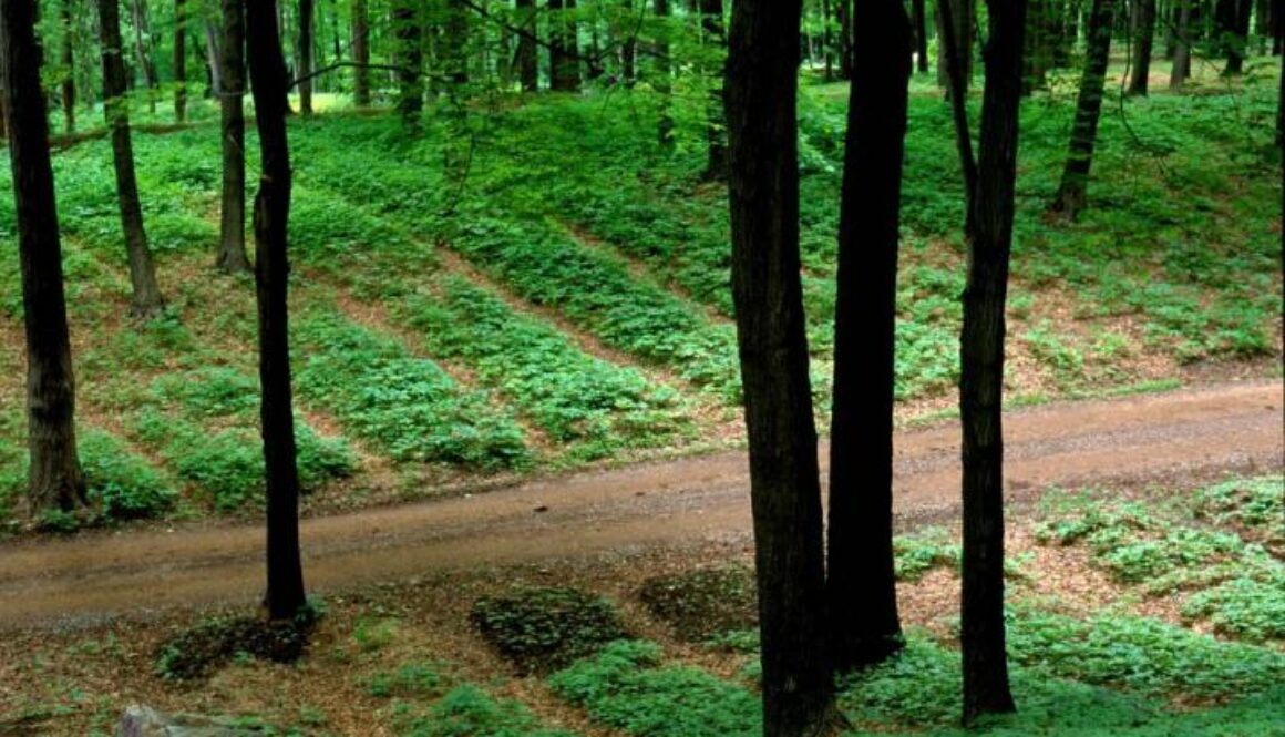 forest farm