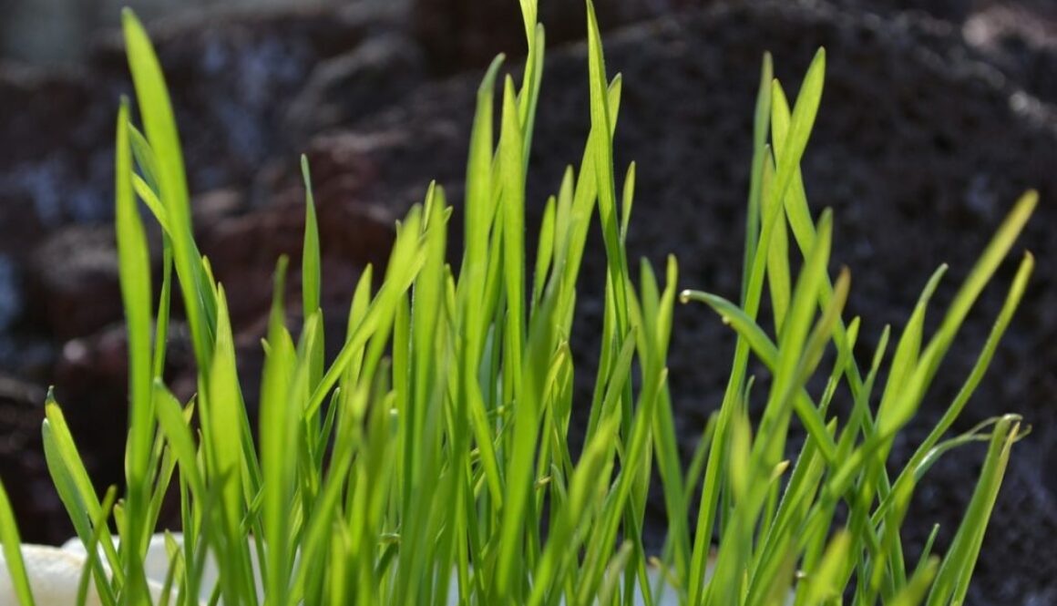 grass-435986_1280