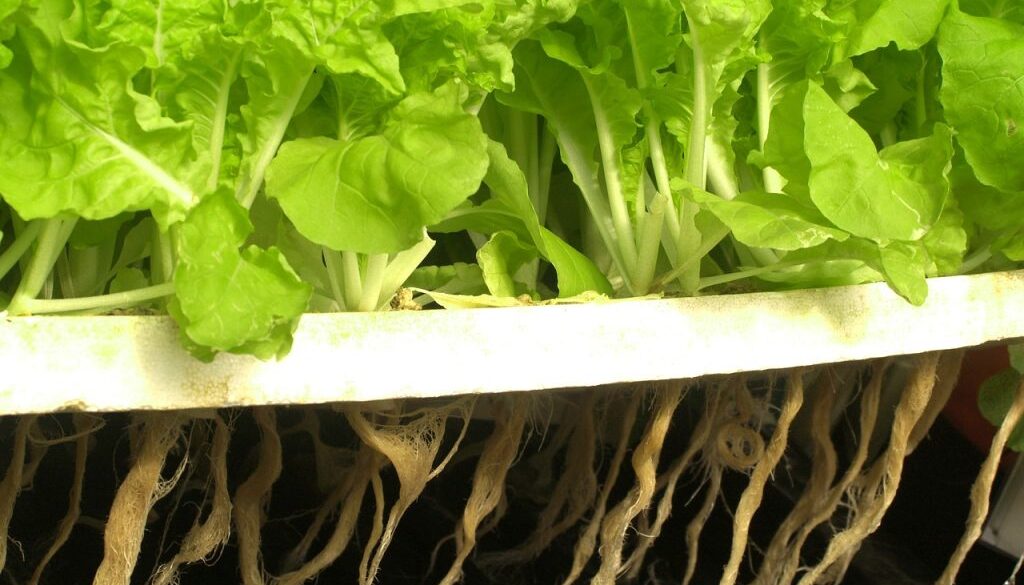 hydroponics