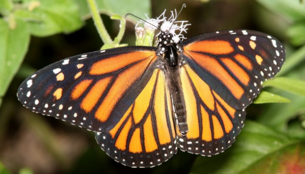monarch-butterfly