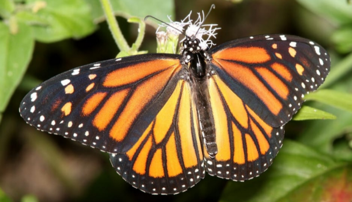 monarch-butterfly
