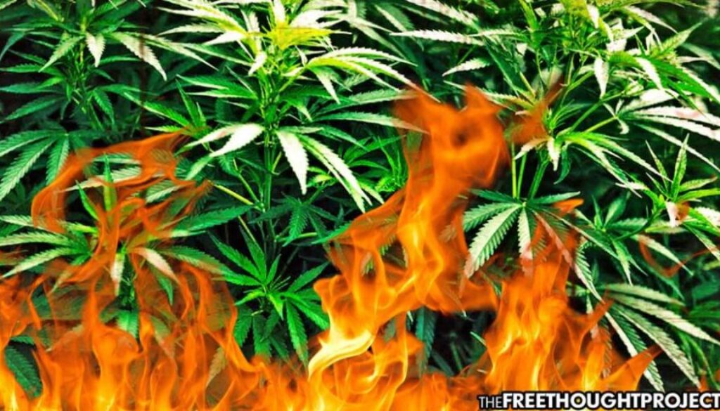 congress-cannabis-1050x525