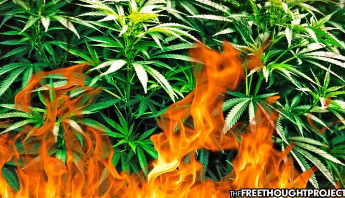 congress-cannabis-1050x525