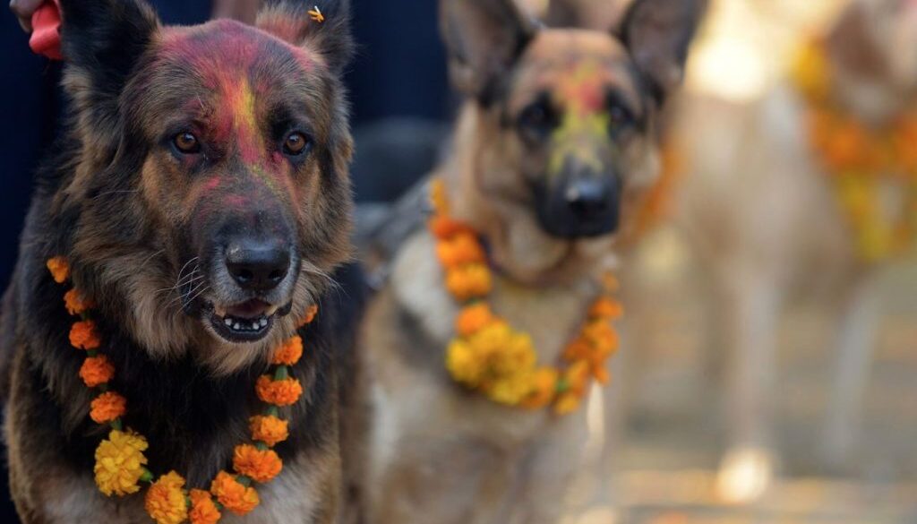 dogss-1024x694-1