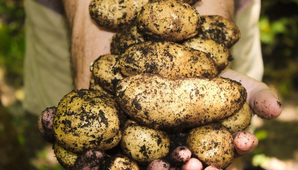 potatoes-1866415_1280