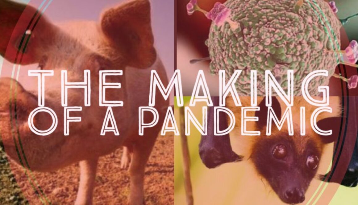 Making of a Pandemic blog