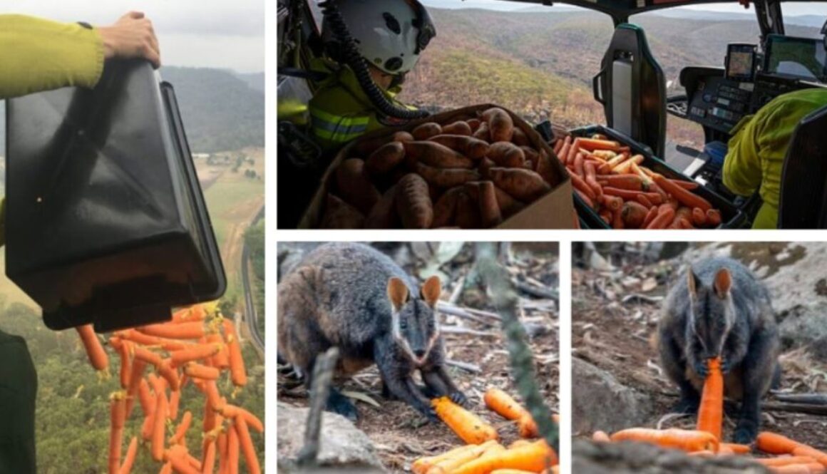 australia food TMU