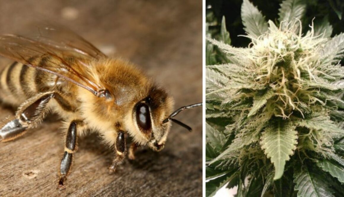 bees cannabis