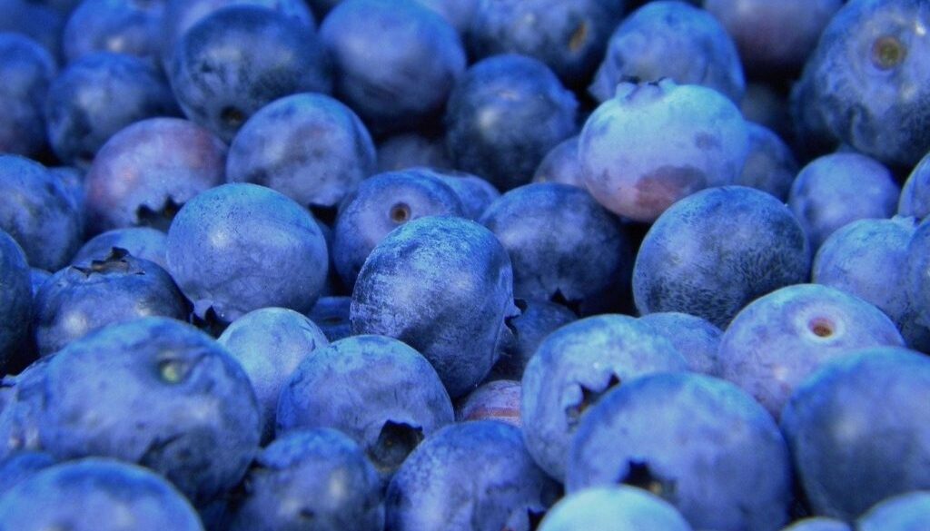 blueberries CE