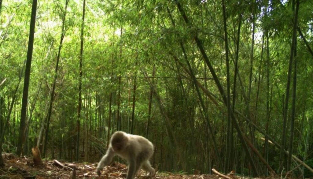 fukushima monkey