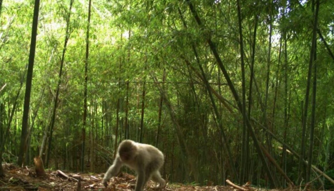 fukushima monkey