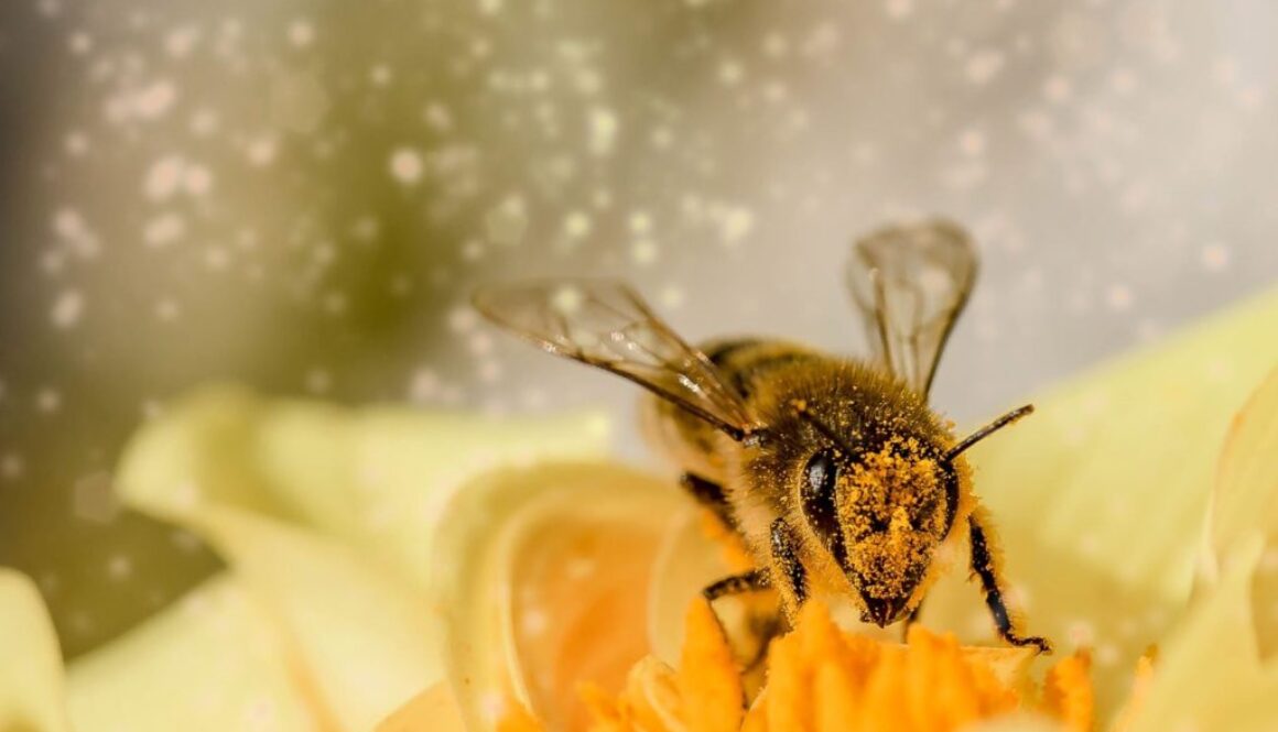 honey bee pixabay