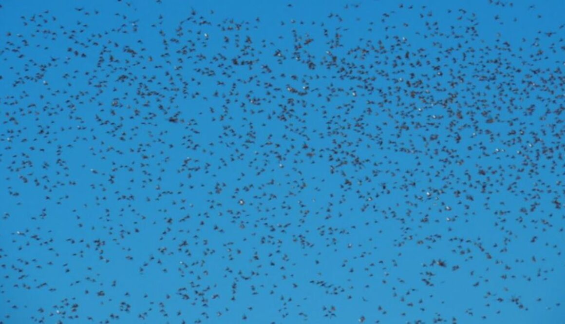 locusts tmu