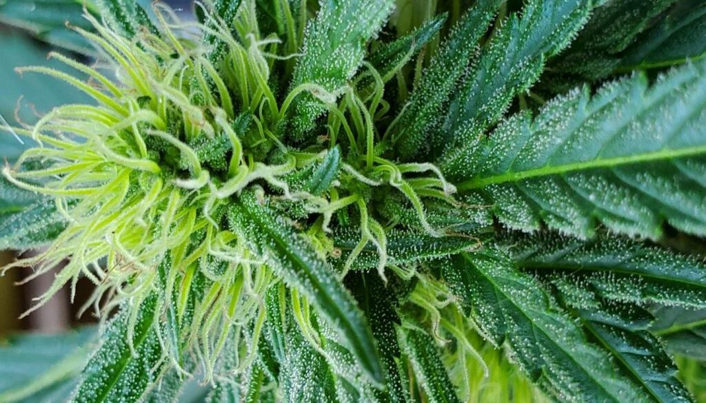 marijuana oregon state