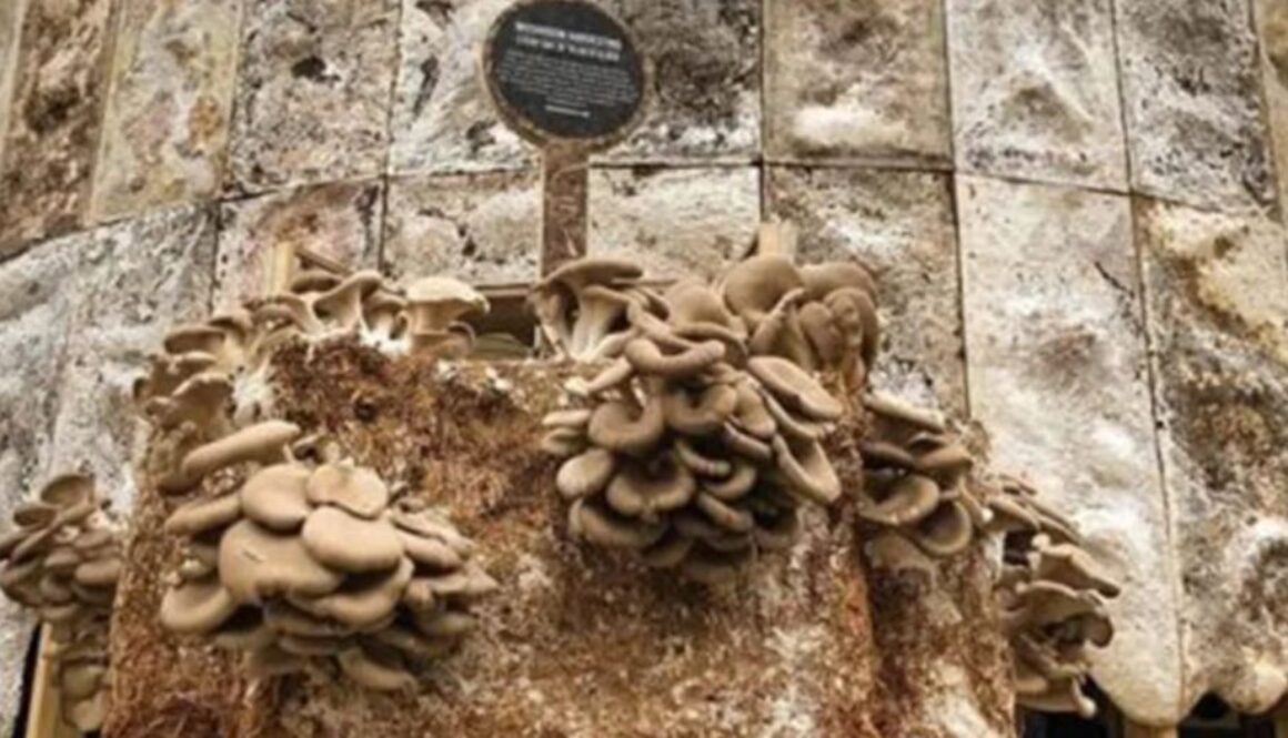 mushroom building