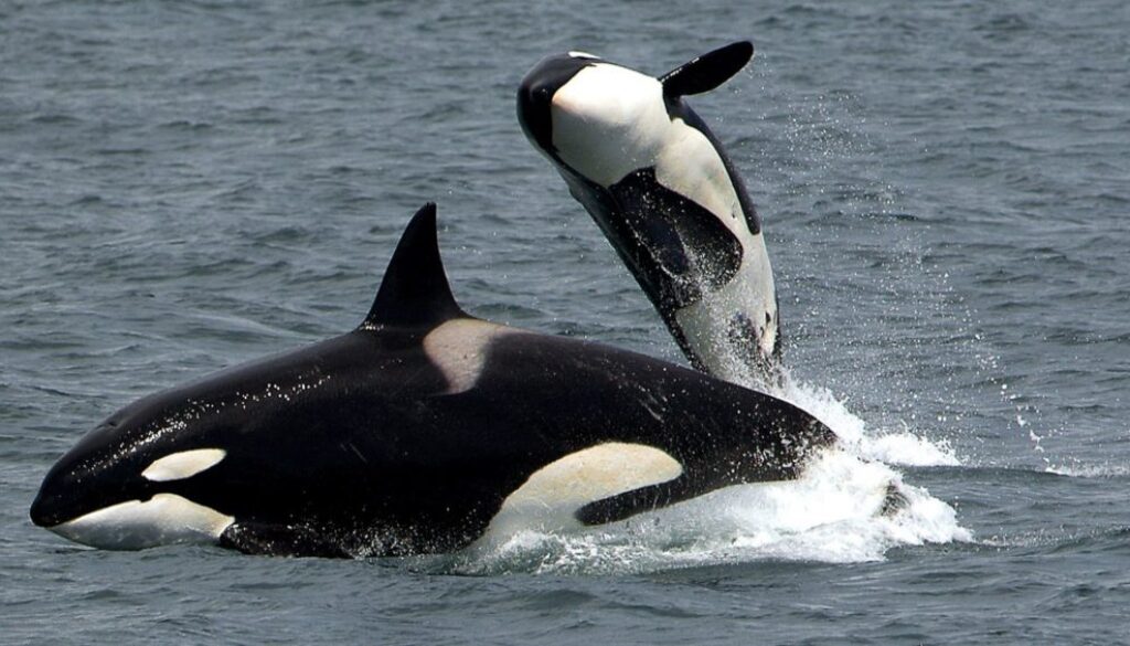 orcas pixabay