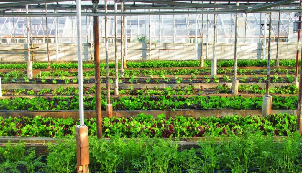 organic farming CE