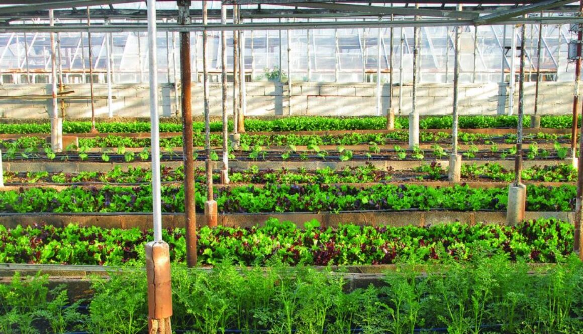 organic farming CE