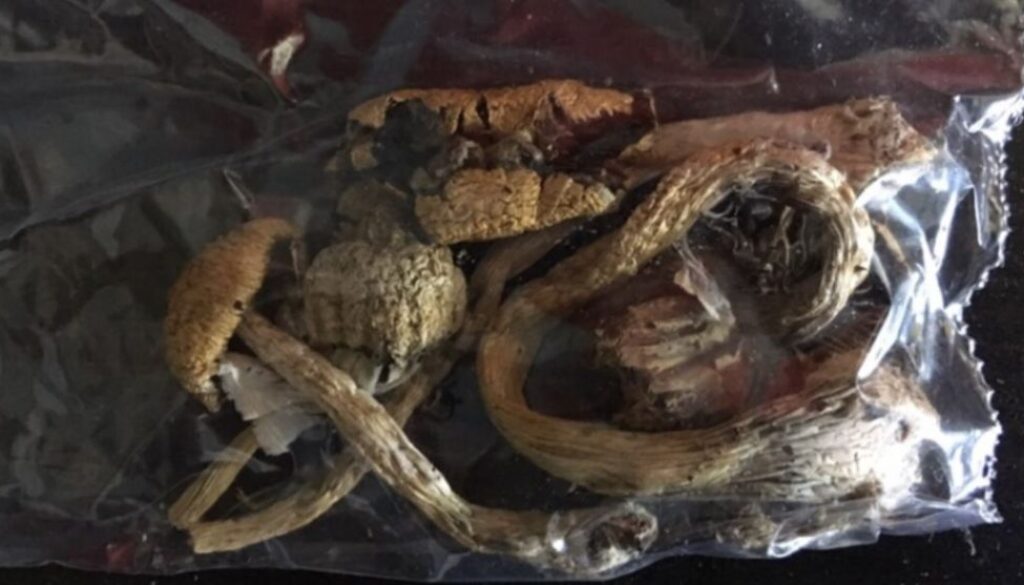 psilocybin tmu