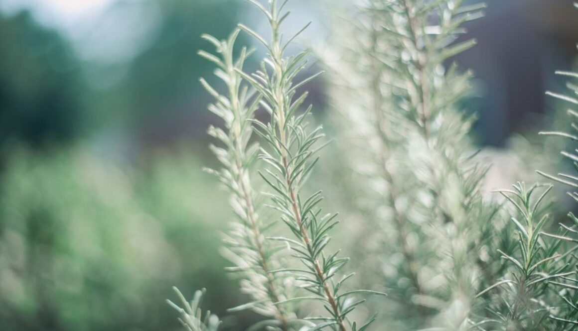 rosemary pixabay