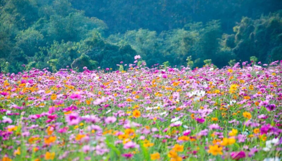 wildflowers truth theory