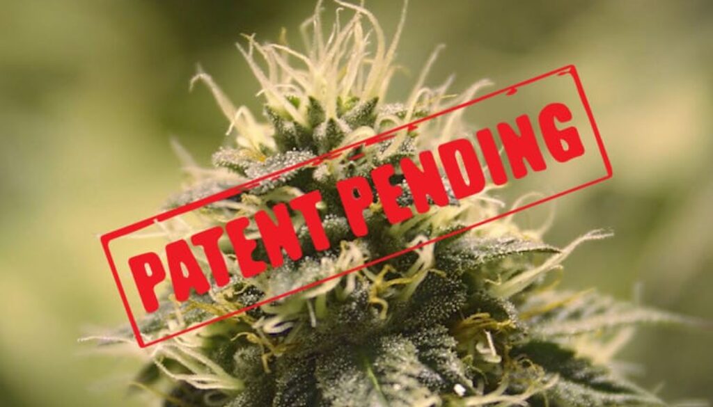 Cannabis-Bud-Patent-Pending