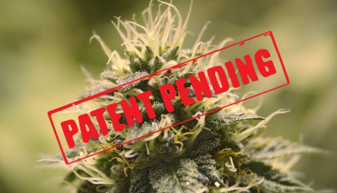 Cannabis-Bud-Patent-Pending