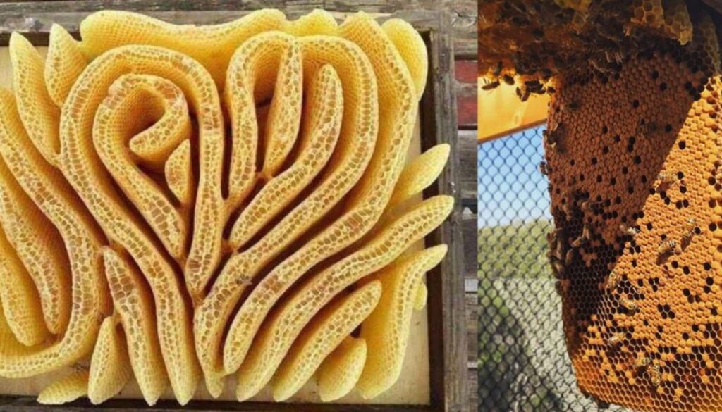bee hive tt