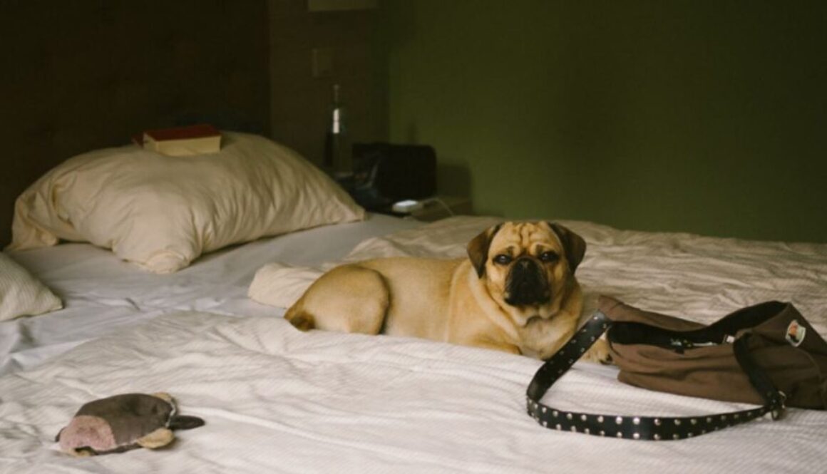 dog hotel tmu