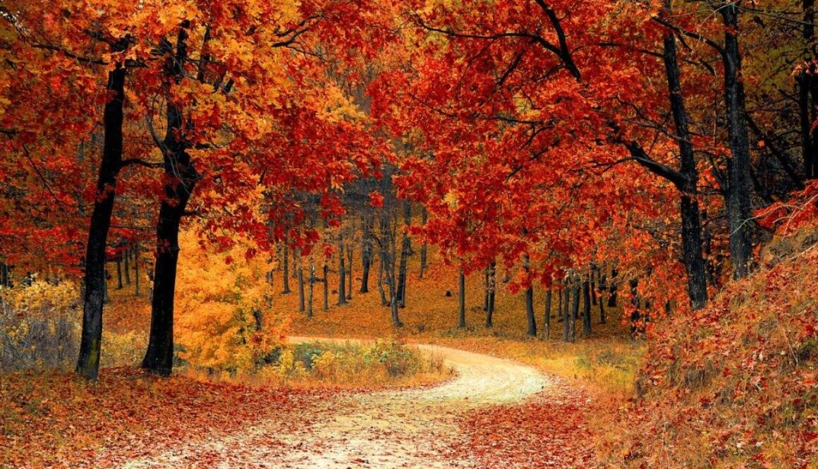 fall-1072821_1280