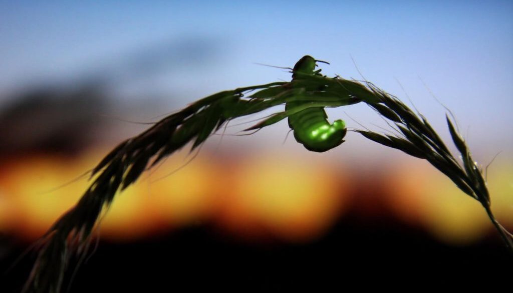 firefly extinction
