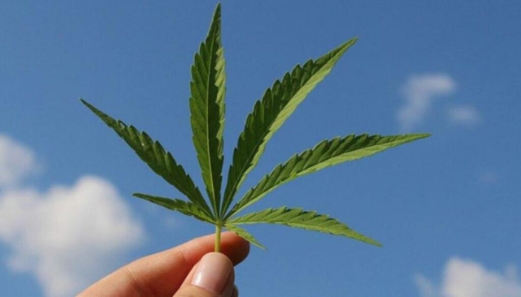 marijuana TMU EM