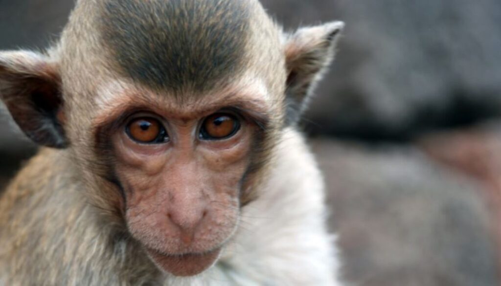 monkey tmu