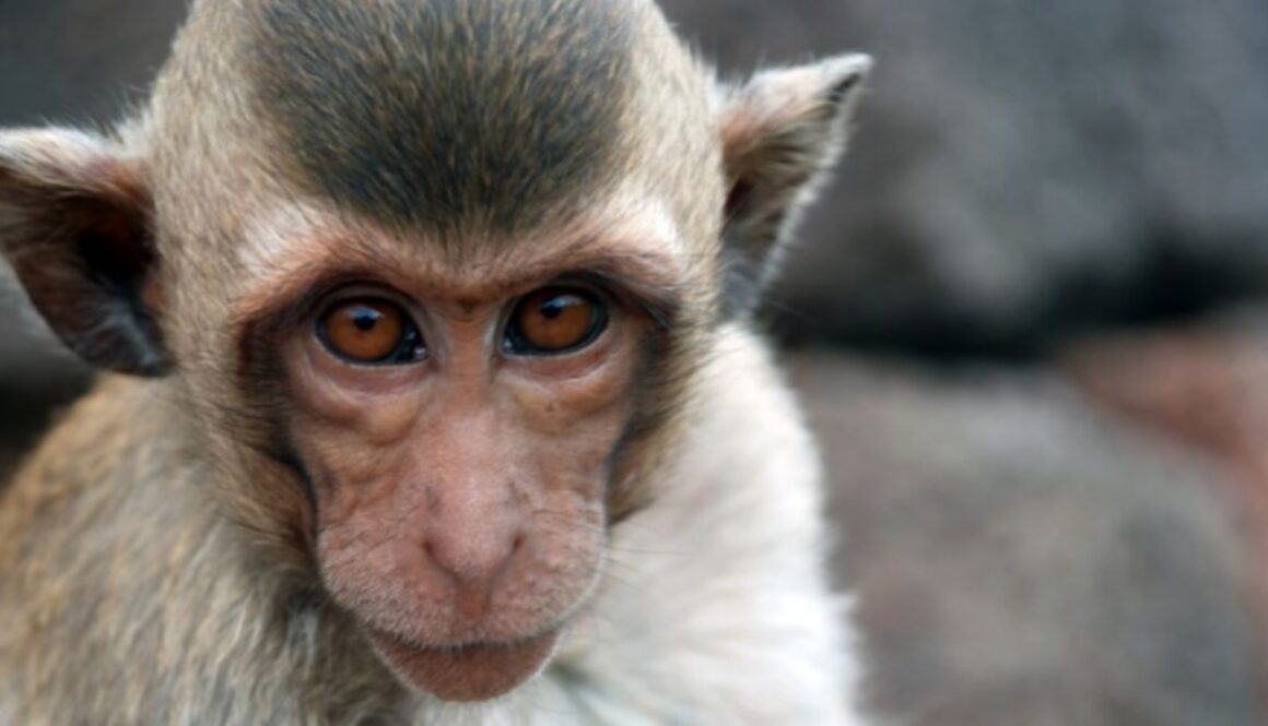 monkey tmu