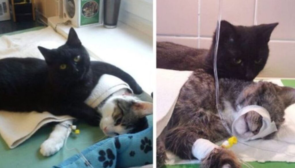 nurse cat