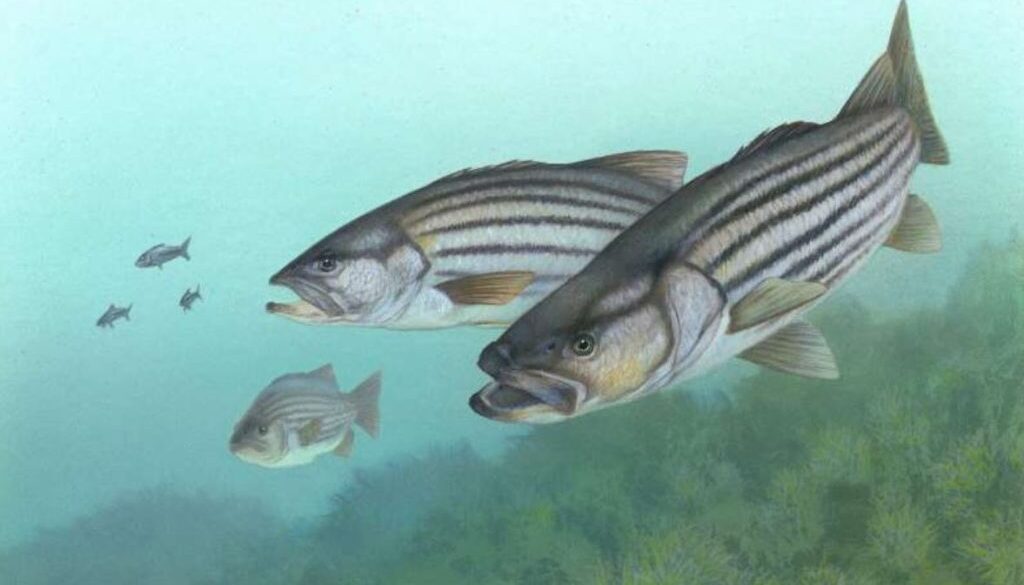 pfas striped bass phys org