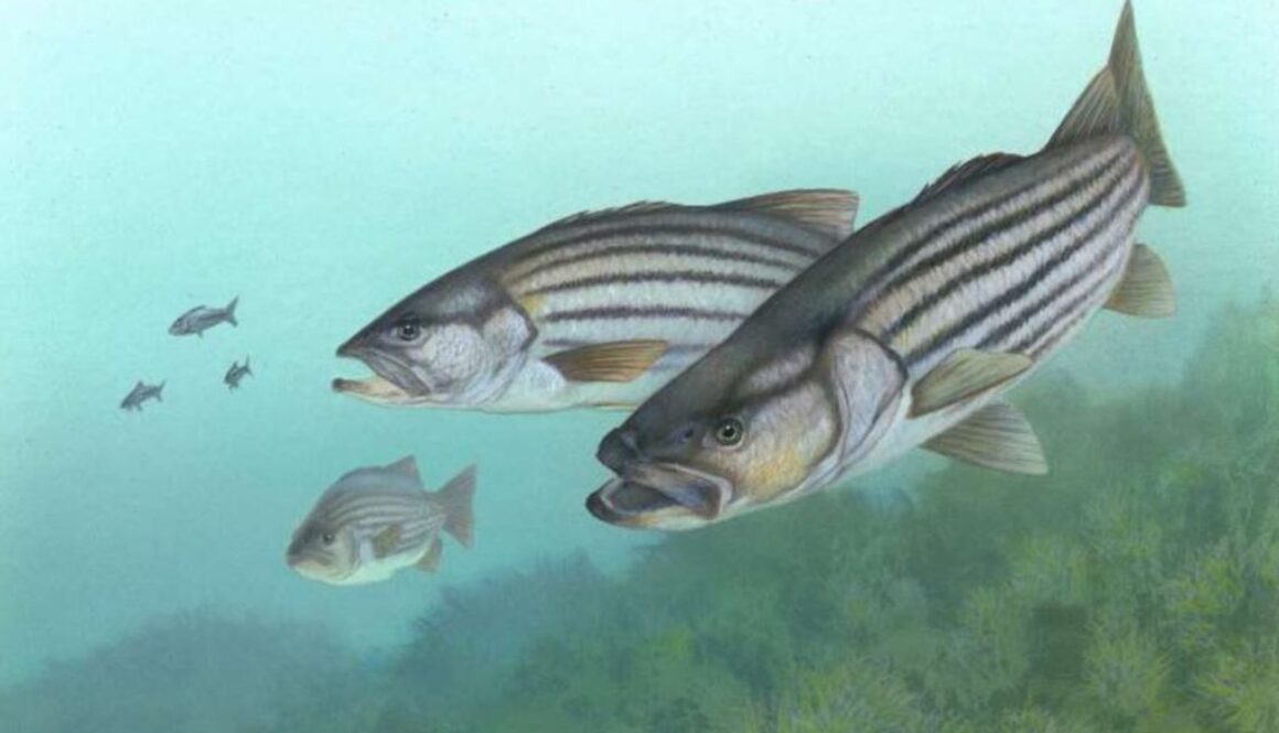 pfas striped bass phys org