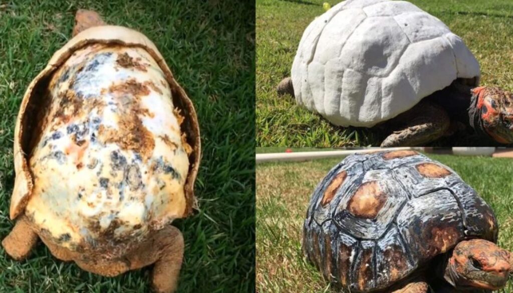 tortoise 3D TT