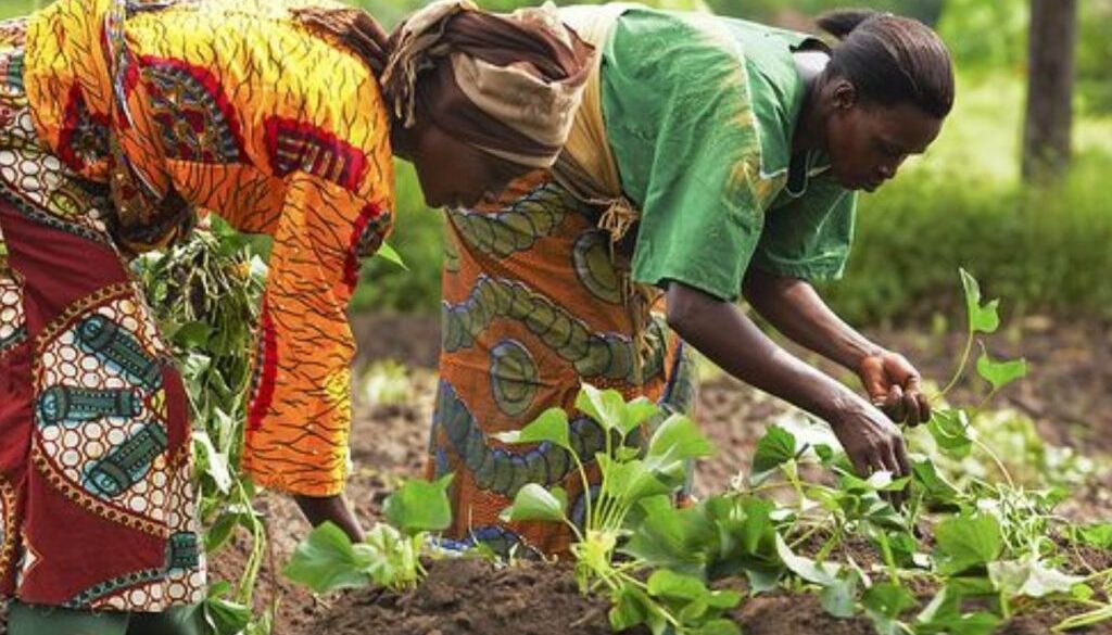 africa rice