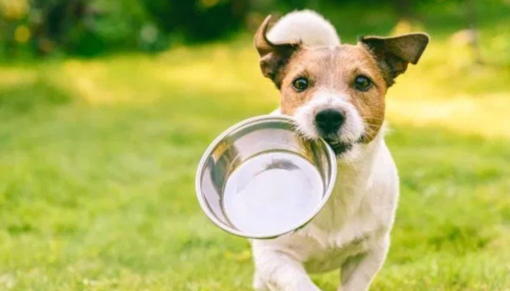 dog food rn