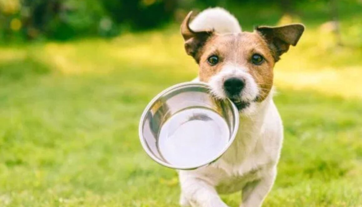 dog food rn