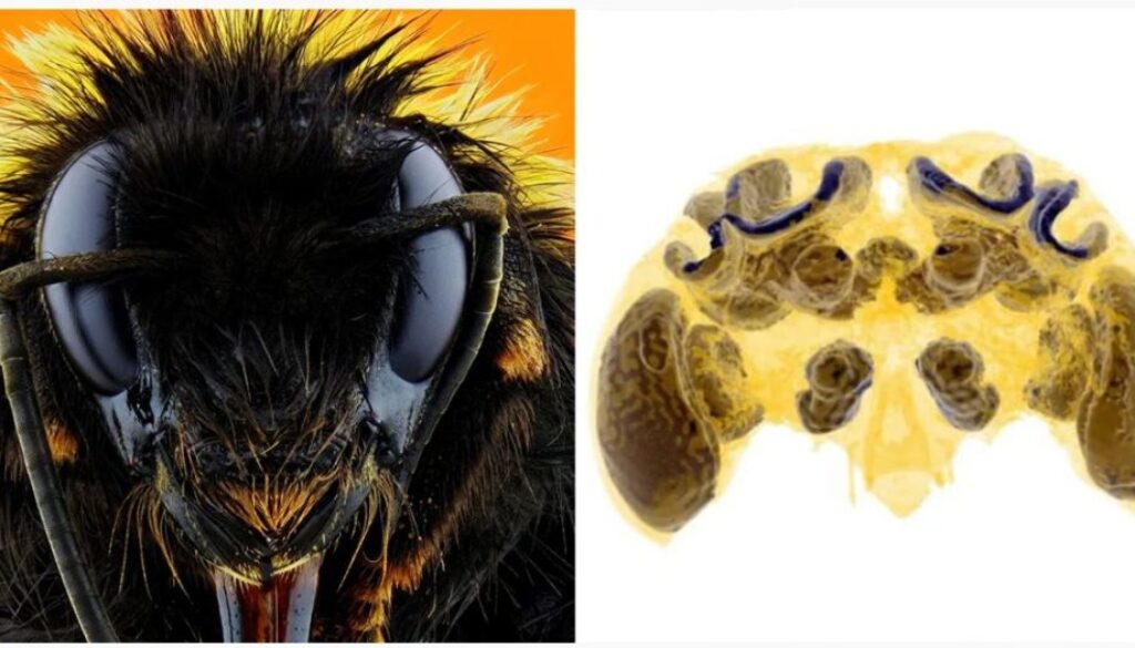 pesticides bees tt
