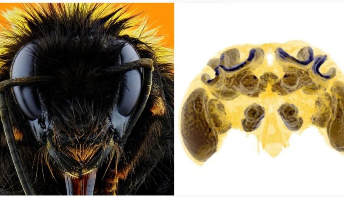 pesticides bees tt