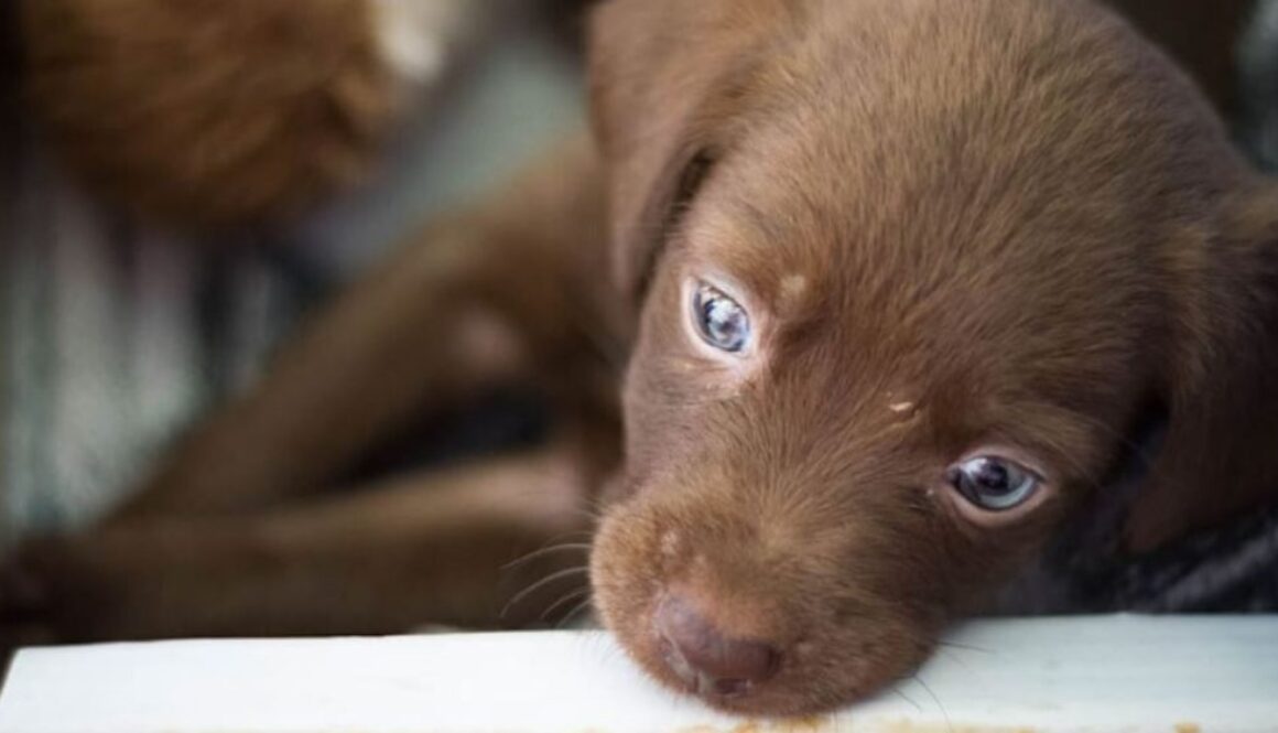 puppy tmu