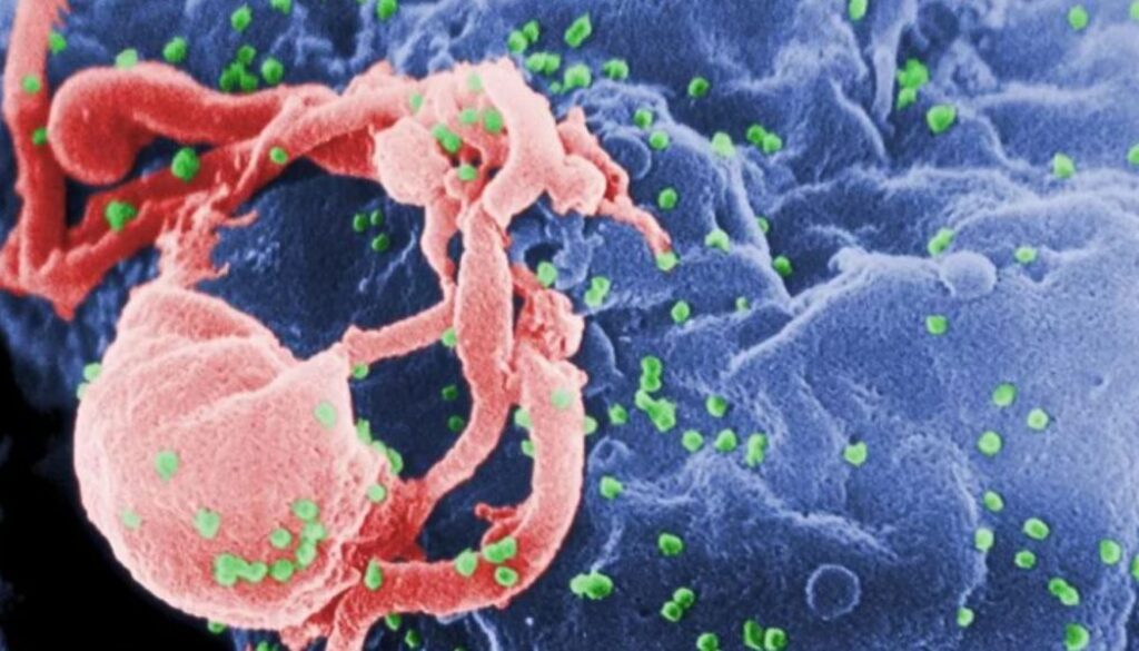 stem cell tmu