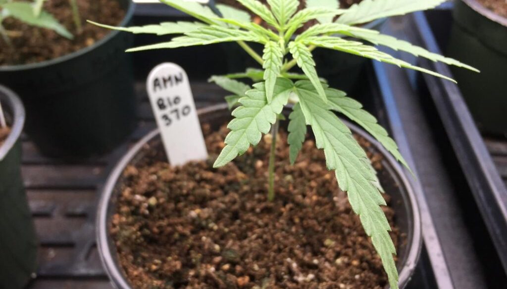 cannabis marijuana growing