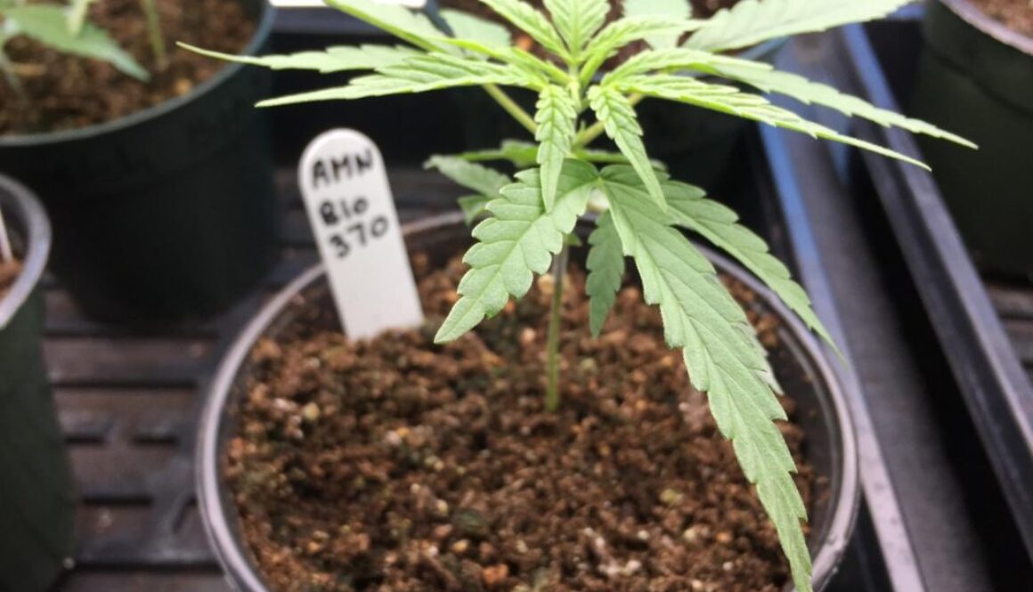 cannabis marijuana growing